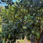Lemon Garden Forio D'ischia *