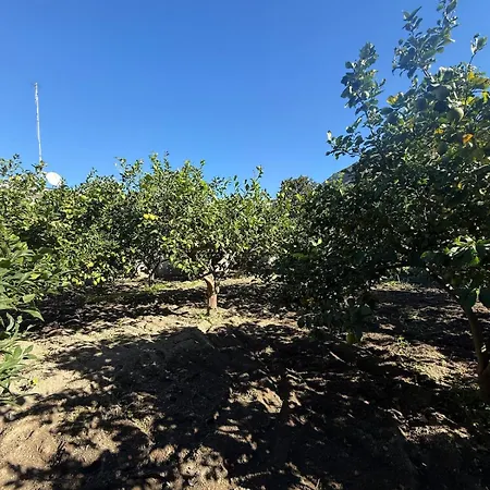 Lemon Garden Forio D'ischia *