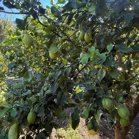 Lemon Garden Forio D'ischia *