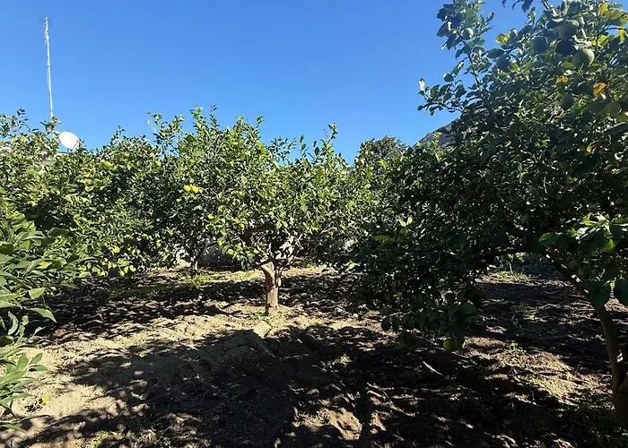 Lemon Garden Forio D'ischia *