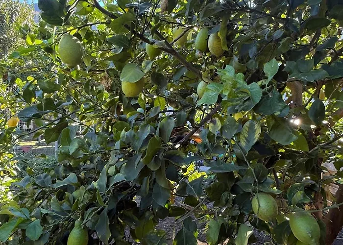 Lemon Garden Forio D'ischia *